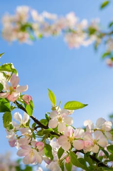 Branch of an apple tree against a blue sky