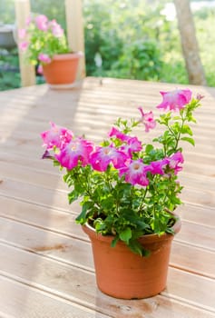 Flowering pink petunia in the garden on the terrace
