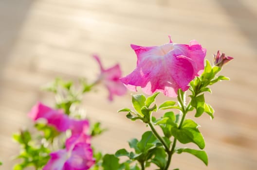 Flowering pink petunia in the garden on the terrace