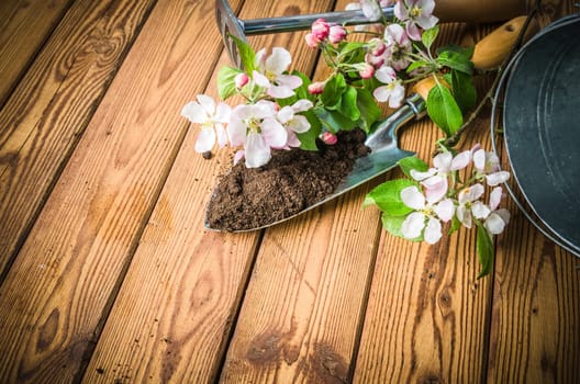 Branch of blossoming apple and garden tools on a wooden surface, close-up