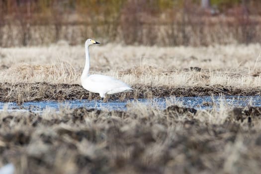 Whooper Swan in Water in Field.