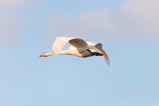 Whooper Swans Flying with a partly cloudy sky.