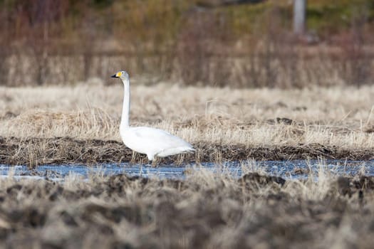 Whooper Swan in Water in Field.