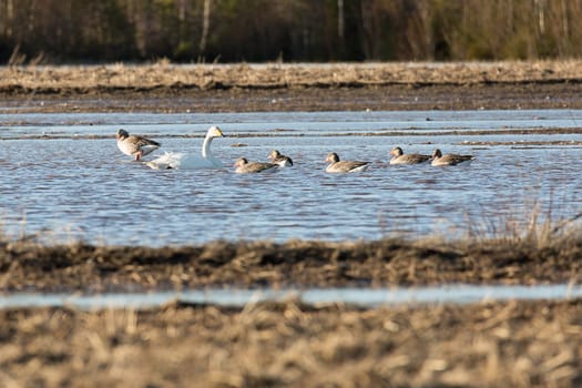 Whooper Swans in Water with Greylag Geese.