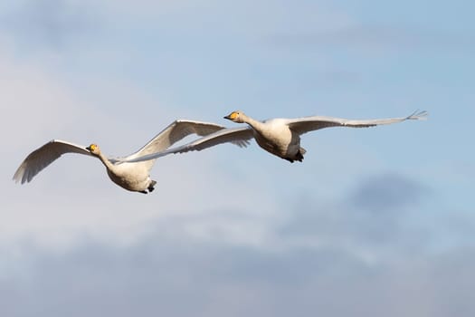 Pair of Whooper Swans Flying with a partly cloudy sky.