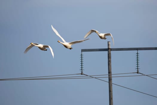 Whooper Swans Flying over Electricity Pylon.