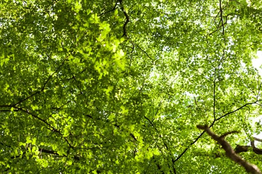Sun through the green leaves of canopy from a tall deciduous tree outdoors in the forest in nature eco- and environmental concept