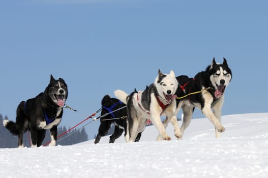 sportive dog team is running in the snow