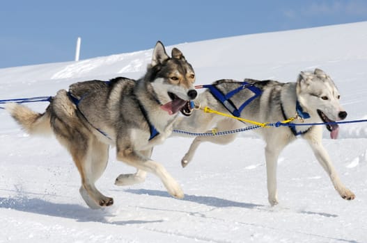 sportive dog team is running in the snow
