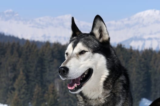 Portrait of Siberian Huskty dog in winter