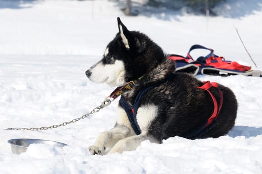 Portrait of Siberian Huskty dog in winter
