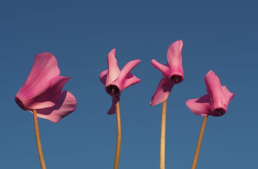 Cyclamen