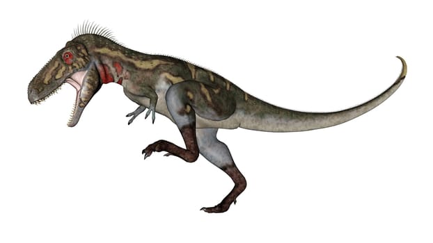 Nanotyrannus dinosaur roaring in white background- 3D render