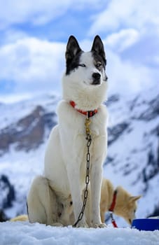 Black and white husky dog portrait with blue eyes in sky background