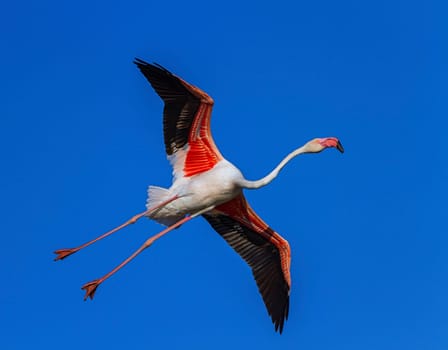 Greater flamingo, phoenicopterus roseus, flying in the sky in Camargue, France