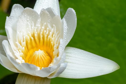 Close up yellow carpel and water drops on white petals of small lotus flower.