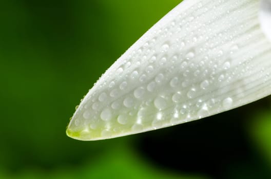 Close up water drops on white petals of lotus flower