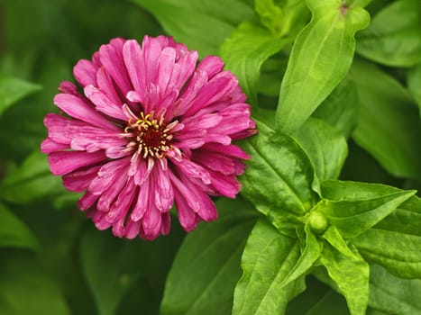 Red aster blooming on flower bed in summer day, close-up