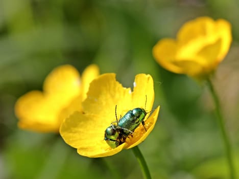 Silky fall beetles (Cryptocephalus sericeus) when mating on cock-foot flower