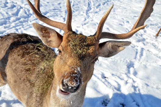 Fallow deer
