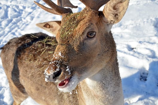 Fallow deer