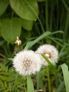 two white fluffy dandelion heads macro with green leaves and grass around bokeh in clear crisp sharp detail and intact not blown away  make a wish in spring