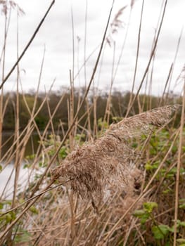 a swaying reed on a breezy overcast day with in focus with the background lake and trees blur clear and sharp up close in spring