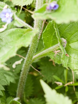 a macro of a spider isolated and resting upon a leaf waiting for some bugs insects and flies to come along and to eat them blur background green in spring