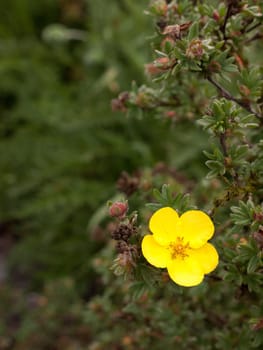 a wonderful sharp and closeup buttercup flower on a tree opened up with a blurred background in day light shining nice and cute in spring
