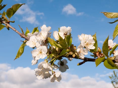 a macro shot during the day of oak apple blossom flower heads on a branch with leaves stretching out before the sky blue and white clouds sharp and clear isolated nature in spring and summer