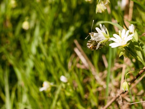a butterfly eating on a white flower macro in spring with high detail and sharp in day light