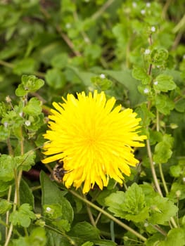 a gorgeous yellow dandelion head flower up close in detail macro with a bee on the side of the flower resting and collecting pollen to make honey, lovely colors yellow and green sharp and clear in spring light