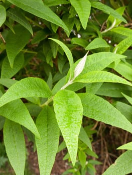 gorgeous wet leaves on a rainy day with wet foliage with shining bubbles on top of the leaves green glistening in spring time light of day