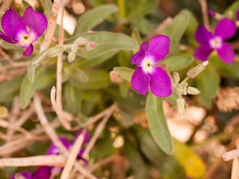 gorgeous and pretty purple flower heads in spring blossoming and ripe reaching out away from stem and in full view and detail crisp and sharp isolated in spring light