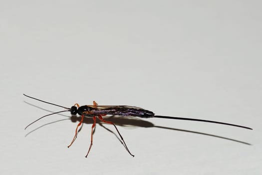 Insect