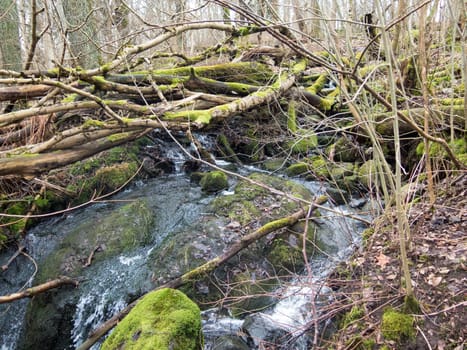 one big stone in the water full of moss and many leaf and tree aroun