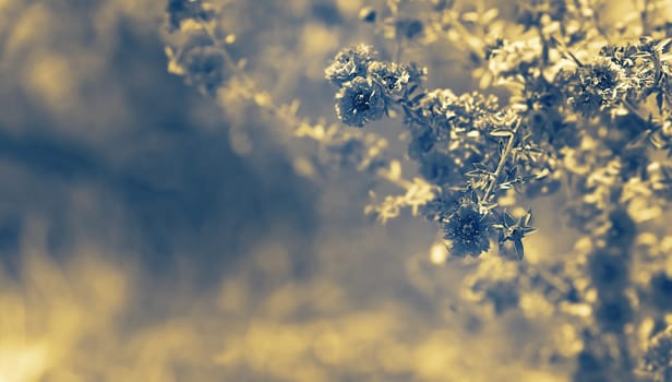 Floral background with neutral copy space suitable for sympathy, condolences, funeral or sad greeting card .