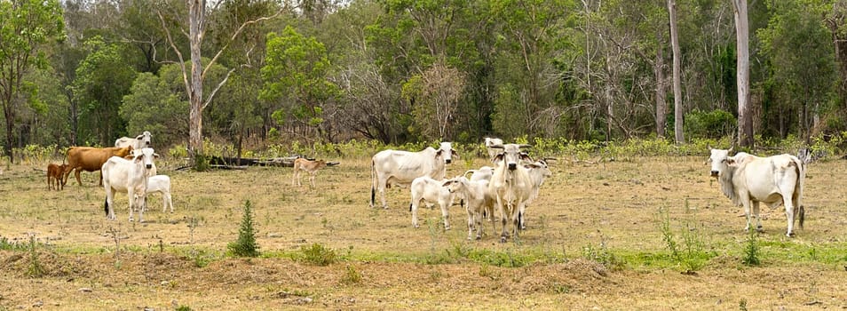 Australian Country Scene, panorama landscape with cows and calfs and trees