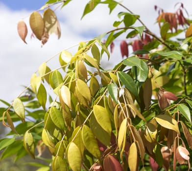 Colorful Spring Foliage on Australian Lilly Pilly Syzygium cascade