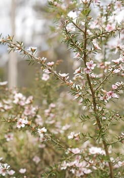 Spring background Australian Wildflowers Pink Cascade Leptospermum flowers in portrait view , live, living