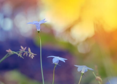 Wahlenbergia, Australian wildflower, native bluebell with bright daylight background
