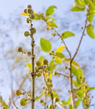 Ficus fruits on Australian native sandpaper fig with foliage and blue sky background