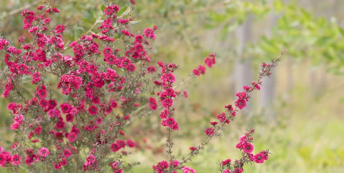 Pink Australian leptospermum flowers in spring suitable for sincere condolences or love greetings card greeting, romance, fun, beautiful, floral, flora, background