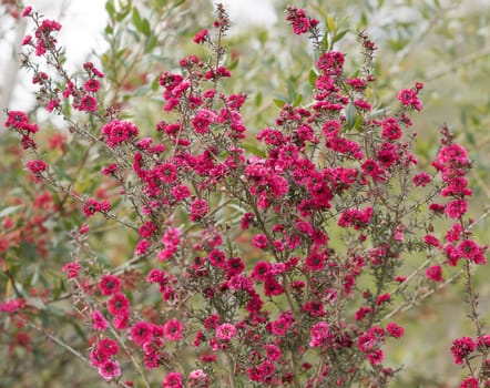 Australian Leptospermum scoparium Burgundy Queen with  profuse small double burgundy pink flowers