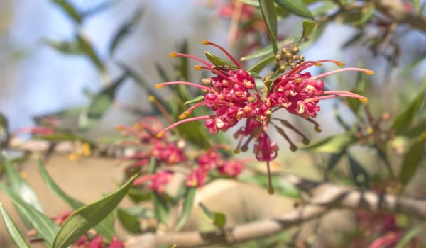 Red spider flower of Grevillea splendour an australian native wildflower