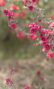 Pink flowers on condolences background for sympathy greeting card for death funeral or tragedy