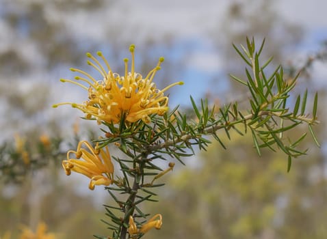 Australian golden orange wildflower Grevillea juniperine molonglo in flower bloom in winter and spring