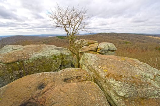 Lone Tree in the Rocks in Garden of the Gods in Shawnee National Forest in Illinois