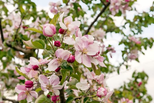 Flowering apple tree branch in spring