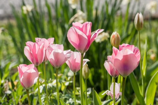 Pink tulips in backlight